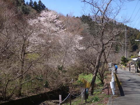 小津川支流の桜