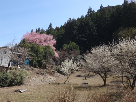 盆堀集落の桜と梅
